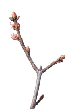 Mançurya kiraz (Prunus maackii). Beyaz arka plan üzerinde izole Bahar Şube