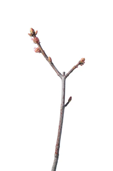 Cerise de Mandchourie (Prunus maackii). Branche de printemps isolée sur fond blanc — Photo