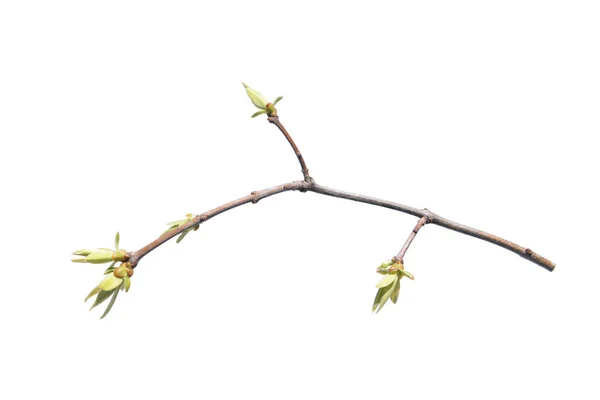 Tavaszi fa ága elszigetelt fehér background — Stock Fotó