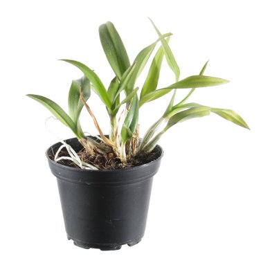 Dendrobium Phalaenopsis orkide melez bir tencerede beyaz arka plan üzerinde izole