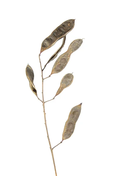 Vainas de langosta negra (Robinia pseudoacacia) aisladas sobre fondo blanco — Foto de Stock