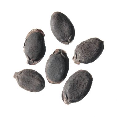 Beyaz arka plan üzerinde izole Mısır lif kabağı (lif kabağı aegyptiaca) tohumları