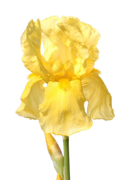 Yellow iris isolated on white background