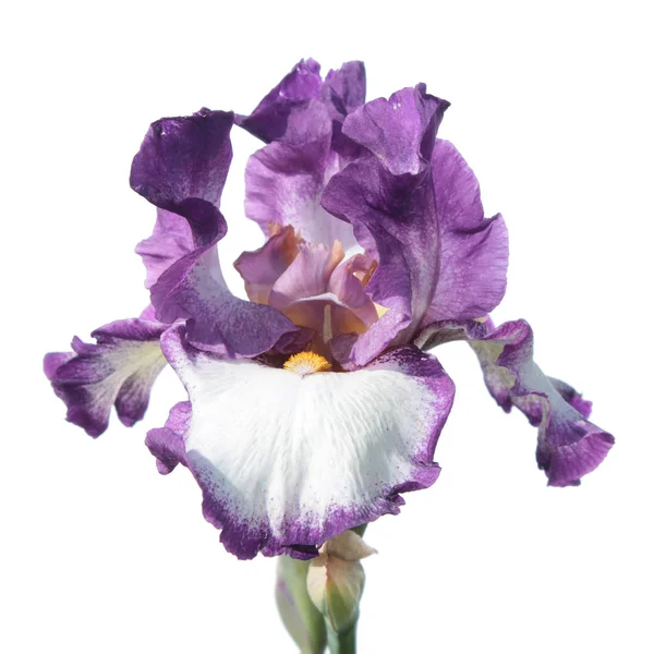 Iris blanco-púrpura aislado sobre fondo blanco — Foto de Stock
