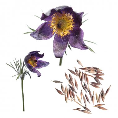 Tohum ve beyaz arka plan üzerinde izole çiçekleri Doğu pasqueflower (Pulsatilla patens)