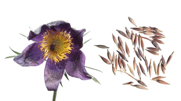 Graines et fleurs de Pulsatilla patens isolées sur fond blanc — Photo