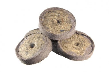 Turba tablet büyüyen bitkiler beyaz arka plan üzerinde izole lahanası