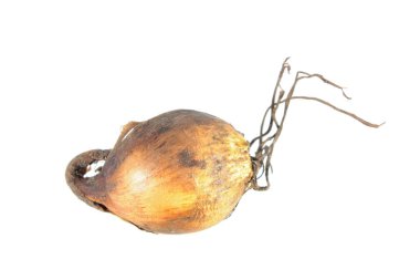Beyaz arka plan üzerinde izole ampul kaplan çiçek (Tigridia pavonia)