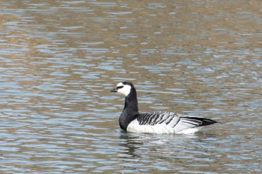 Barnacle kaz (Branta leucopsis). Su üzerinde yabani kuş