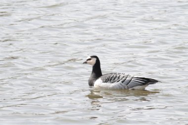 Barnacle kaz (Branta leucopsis). Su üzerinde yabani kuş