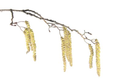 Kızılağaç şube ile beyaz arka plan üzerinde izole kedicikler