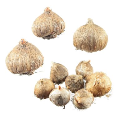 Beyaz arka plan üzerinde izole Ixia yumru. Ampuller Ixia veya Mısır lily