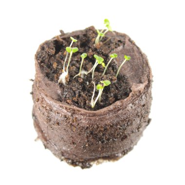 Fide kekik kesek beyaz arka plan üzerinde izole toprak içinde