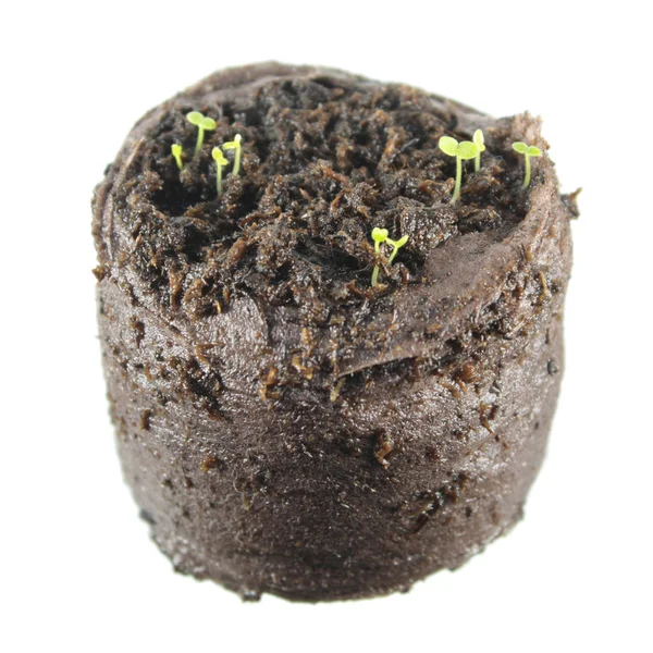 Les semis Snapdragon avec deux feuilles de cotylédon vertes isolées sur fond blanc — Photo