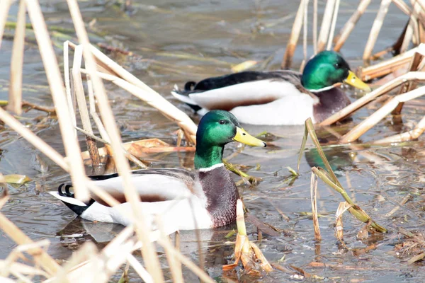 Stockenten-Männchen schwimmen im zeitigen Frühjahr — Stockfoto