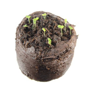 Beyaz arka plan üzerinde izole iki yeşil cotyledon yaprakları ile üç günlük aslanağzı fide