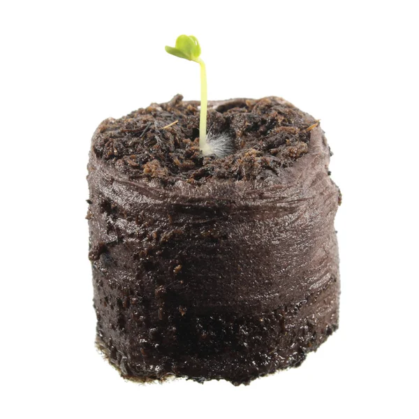 Planta cultivada de sementes de rabanete em torrão de solo isolado sobre fundo branco — Fotografia de Stock