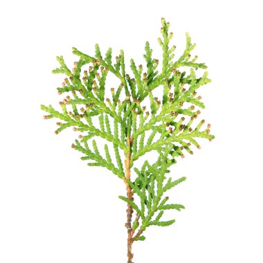 Mazı (Mazı occidentalis) beyaz arka plan üzerinde izole küçük erkek koni ile dalı. Alt