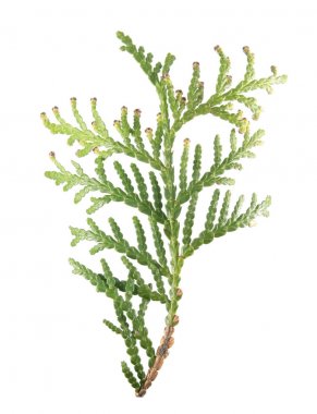 Yeşil Beyaz arka plan üzerinde izole Mazı (Mazı occidentalis) Şubesi