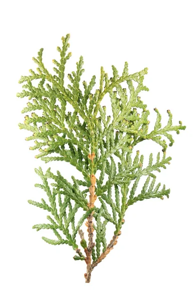 Зелена гілка альтанки (Thuja Mempalis) ізольована на білому тлі — стокове фото