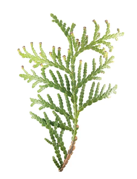Rama verde de arborvitae (Thuja occidentalis) aislada sobre fondo blanco — Foto de Stock