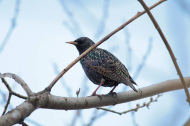 Starling, mavi gökyüzü arka plan üzerinde dallar üzerinde oturan