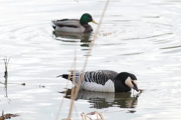 Rohrkolbengans (branta leucopsis). Wildvögel treiben umher — Stockfoto