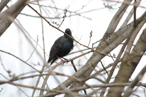 Starling, dallarda oturan