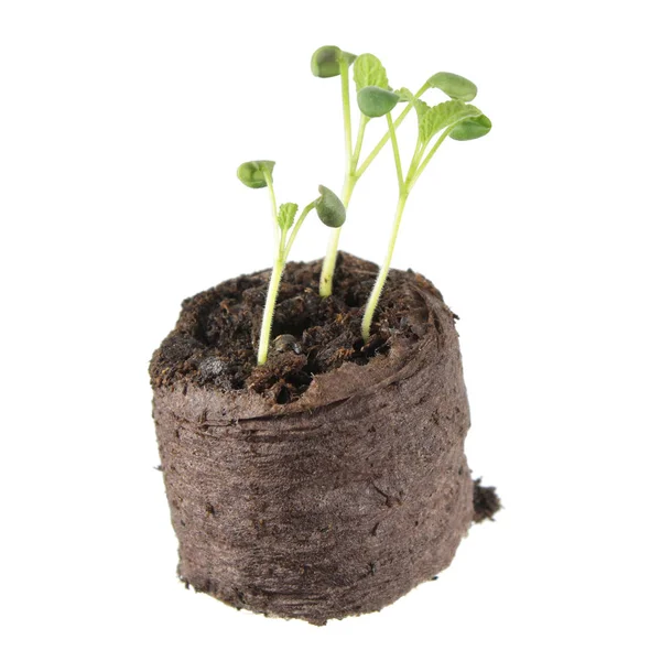 Planta cultivada de sementes de sálvia comum (Salvia officinalis) com dois cotilédones verdes e pequenas folhas de trueína em torrão de solo isolado sobre fundo branco — Fotografia de Stock