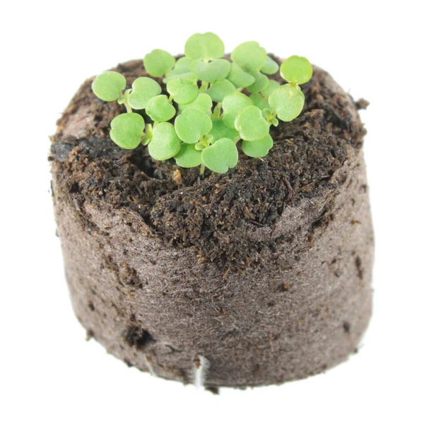 Seedling of balm mint (Melissa officinalis) with two green cotyledon and true leaves in clod of soil isolated on white background — Stock Photo, Image