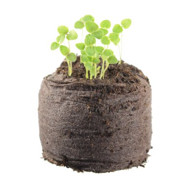 Beyaz arka plan üzerinde izole beş gün aslanağzı fide