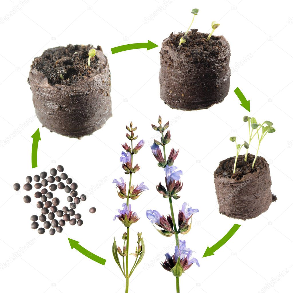 Stages of growth of Common sage (Salvia officinalis) from seed to a flowering plant. Life cycle plant