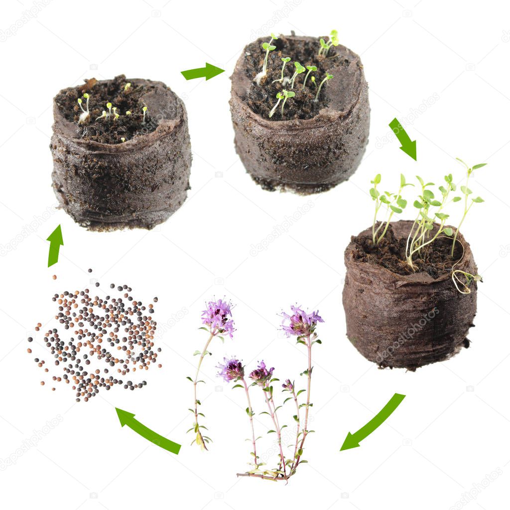Life cycle of plant. Stages of growth of thyme (Thymus serpyllum) from seed to flowering plant
