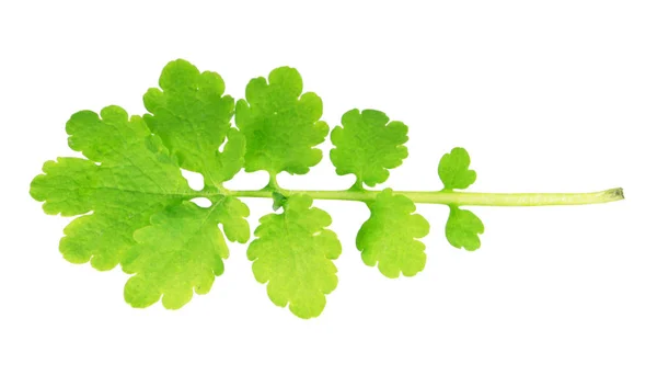 Green leaf of greater celandine (Chelidonium majus) isolated on white background — Stock Photo, Image
