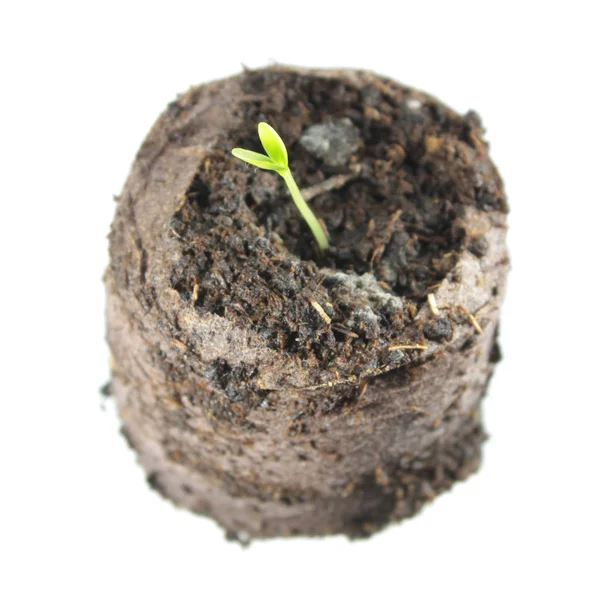 土壌は、白い背景で隔離の土塊のスズメウリ新ソラマメウイルトの苗 — ストック写真
