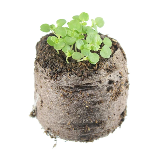 Sazenice balzám na rty máta (Melissa officinalis) se dvěma zelené cotyledon a pravou listy v Hrouda zeminy izolovaných na bílém pozadí — Stock fotografie