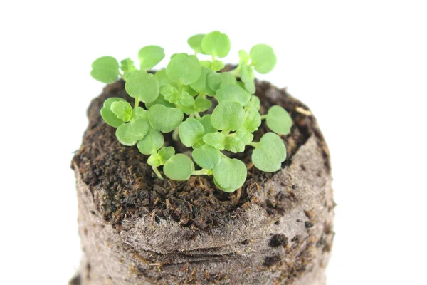 Planta cultivada de sementes de hortelã-bálsamo (Melissa officinalis) com dois cotilédones verdes e folhas verdadeiras em torrão de solo isolado sobre fundo branco — Fotografia de Stock