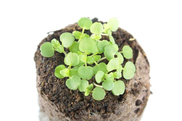 Zaailing van balm mint (Melissa officinalis) met twee groene zaadlob en ware verlaat in clod van bodem geïsoleerd op witte achtergrond — Stockfoto