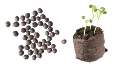 Tohum ve fide beyaz arka plan üzerinde izole adaçayı (Salvia officinalis)