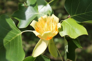 Lale ağacı (Liriodendron tulipifera çiçek)