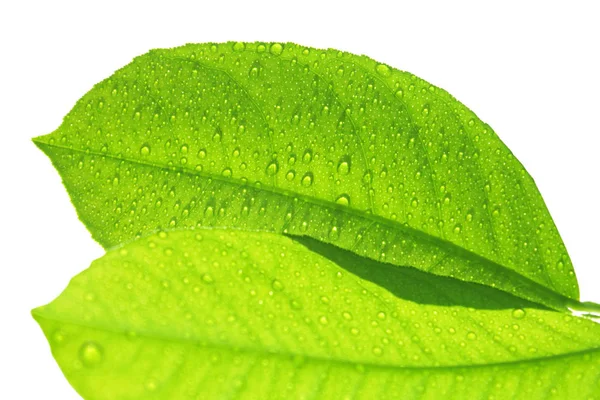Hoja verde fresca con gotas de lluvia aisladas sobre fondo blanco —  Fotos de Stock