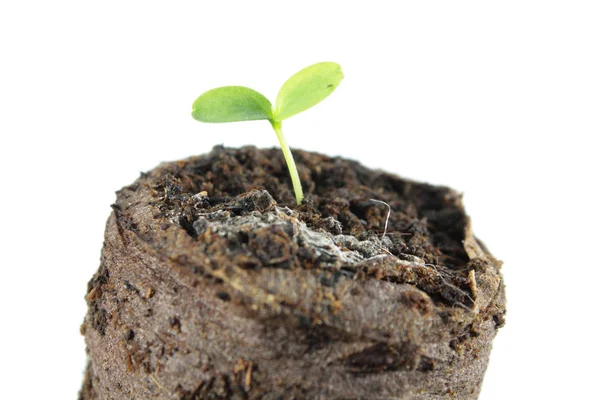 Sprout of Cucamelon (Melothria scabra) in clod of soil isolated on white background — Stock Photo, Image