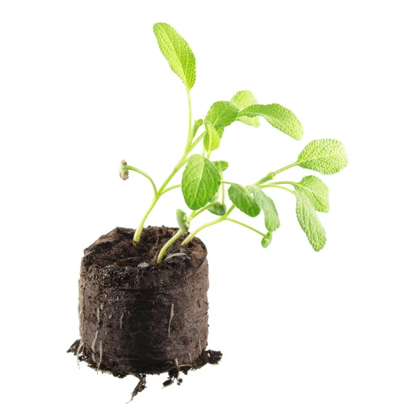 Plantas jóvenes de salvia común (Salvia officinalis) aisladas sobre fondo blanco. Plántulas en terrones de tierra —  Fotos de Stock