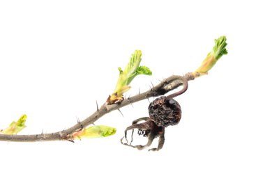 Gül kuru kalça ve beyaz arka plan üzerinde izole taze yeşil tomurcukları ile bahar dalı. Bitki bahar Uyanışı