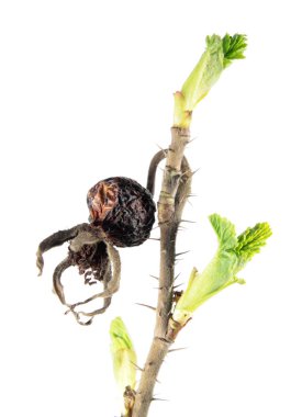 Gül kuru kalça ve beyaz arka plan üzerinde izole taze yeşil tomurcukları ile bahar dalı. Bitki bahar Uyanışı