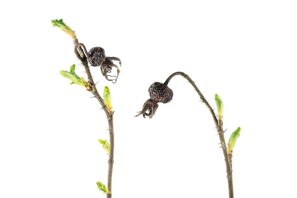 Branche printanière de rose avec des hanches sèches et des bourgeons verts frais isolés sur fond blanc. Éveil printanier de la plante — Photo
