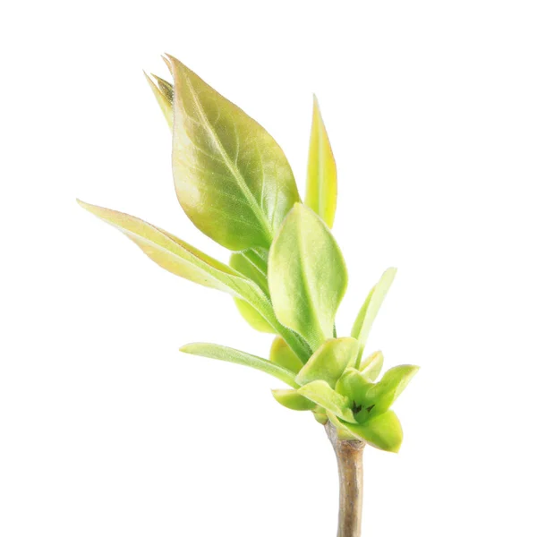 Ramo primaverile di lilla con foglie giovani isolate su sfondo bianco — Foto Stock