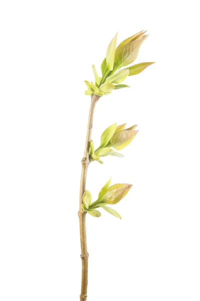 Ramo primaverile di lilla con foglie giovani isolate su sfondo bianco — Foto Stock