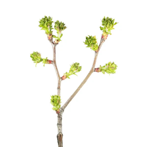 Ramo primaverile di un albero fogliare con molte gemme in forma di nappe verdi isolate su sfondo bianco — Foto Stock