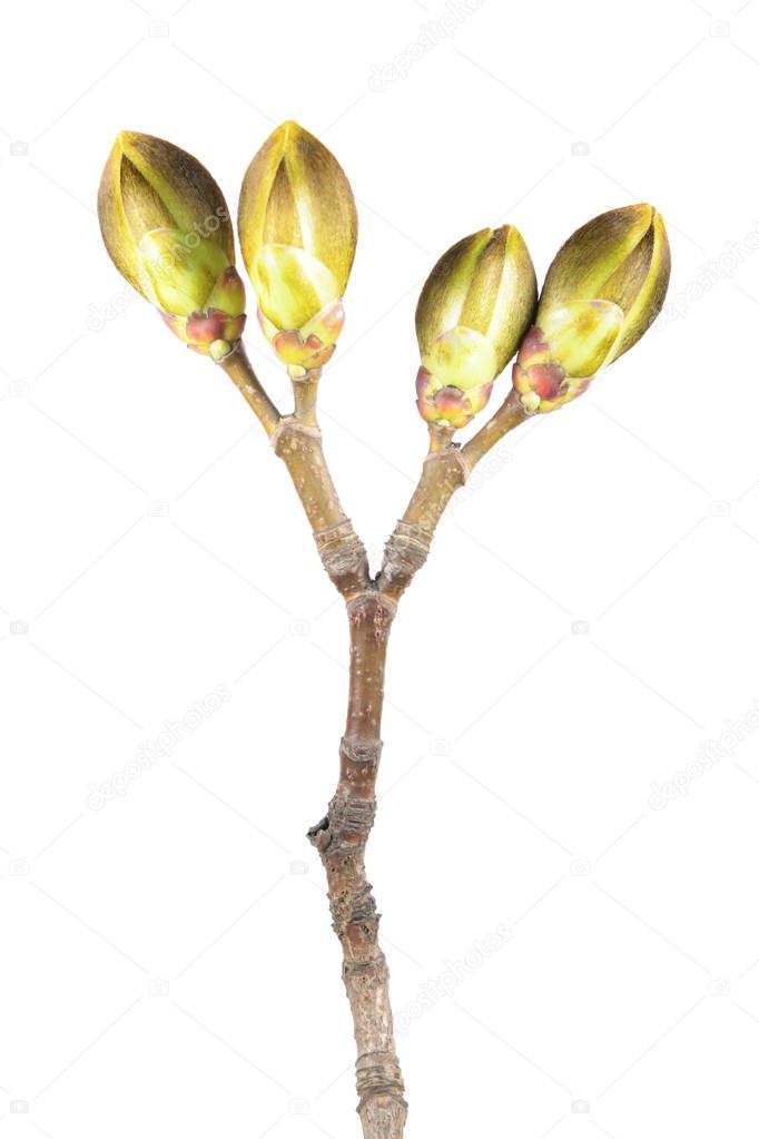 Spring branch of Norway maple (Acer platanoides) with buds isolated on white background. Dichotomous branching